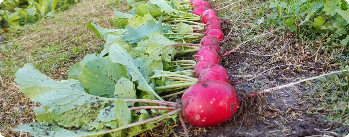 Huerta en casa 2